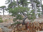 Ancient Black Pine in Troodos mountains Cyprus